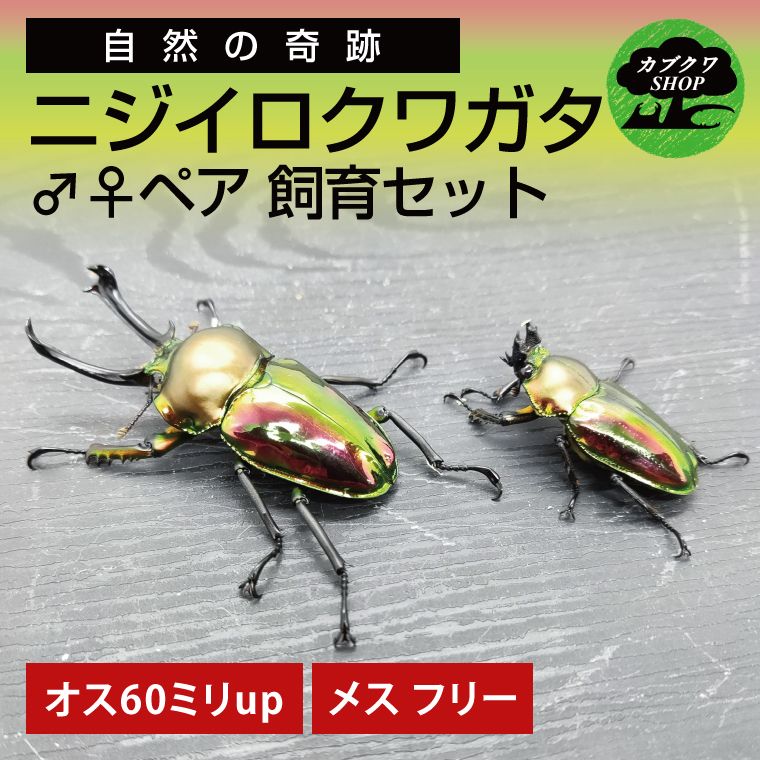 ニジイロクワガタ オスメス ペア飼育セット(オス:60ミリup / メス:フリー)[クワガタ クワガタムシ 昆虫 虫 国産 飼育 セット 夏休み 自由研究 鹿嶋市 茨城県](KBY-13)