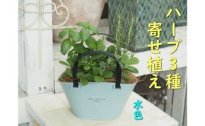 ハーブ 寄植え 摘み取って使う 新鮮 ハーブ 3種の寄せ植え プラ鉢 水色 苗木 庭 玄関先 ベランダ 植物 インテリア グリーンアイテム ハーブの寄せ植え おしゃれ 育てやすい 