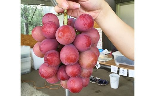 【早期予約】2種食べ比べ（巨峰・クイーンニーナ）約1.2kg｜フルーツ 果物 ブドウ　※北海道・沖縄・離島への配送不可　※2026年9月～発送