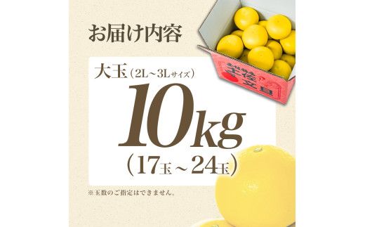 【日本ギフト大賞2024受賞】先行予約 園主こだわり土佐文旦 【大玉10kg】（3L～2L） 2027年1月下旬より順次発送 家庭用 ぶんたん ブンタン 【やの一果彩】 [BQAC003]