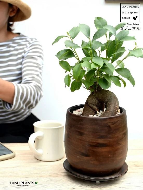 【オリジナル鉢】 ガジュマル（幹太） ウッド風 ペイント陶器鉢 Sサイズ 【天然砕石・受皿・育て方】 がじゅまるの木 ガジュマル 幸福をもたらす 多幸の樹 精霊 鉢植え 鉢 丸鉢 陶器 ブラウン 茶色 茶 こげ茶 ウォールナット 木目 木目調