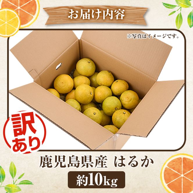 ＜先行予約受付中！2027年2月上旬以降順次発送予定＞訳ありはるか(約10kg) 国産 鹿児島県産 果物 フルーツ 柑橘 みかん はるか【松永青果】akn053-45
