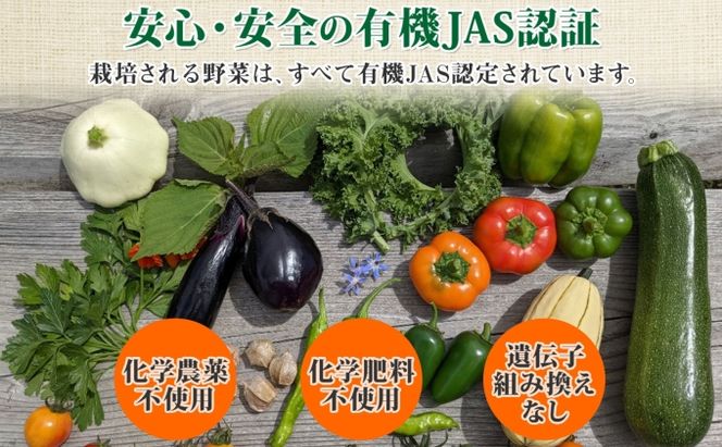 【2026年発送】 オーガニック かぼちゃ デリカタ BOX 約5kg 有機栽培 南瓜 カボチャ 北海道 倶知安 ニセコグリーンファーム