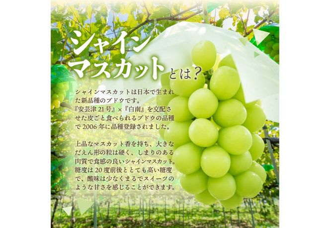 【2026年発送】ジューシーで甘さ抜群 厳選シャインマスカット1kg以上 シャインマスカット ぶどう シャイン フルーツ 果物 山梨 富士吉田