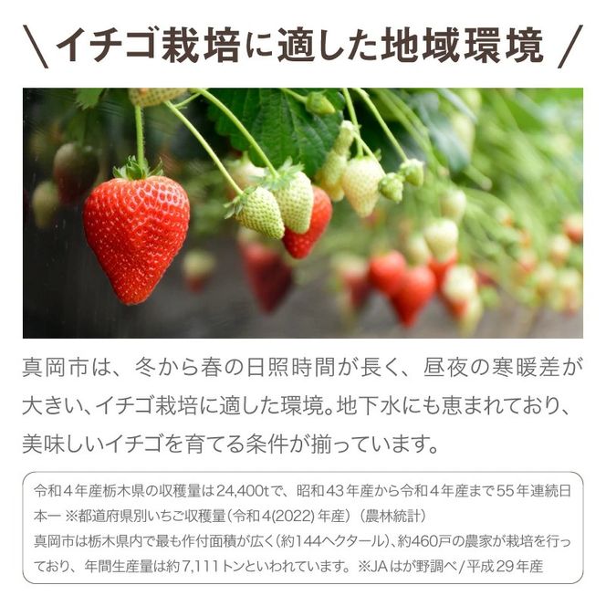 いちご とちあいか 300g×2パック【栃木県共通返礼品】 | いちご イチゴ 苺 とちあいか 生いちご 高級いちご 季節の果物 栃木県産 国産 農家直送 ギフト プレゼント お祝い お返し いちごギフト ※2026年12月～発送
