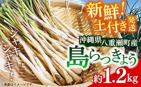【先行受付】新地農園 沖縄県産 島らっきょう 約1.2kg - 生らっきょう 国産 先行予約 塩漬け 浅漬け 甘酢漬け 漬物 天ぷら チャンプルー 土付き おすすめ 送料無料 八重瀬町