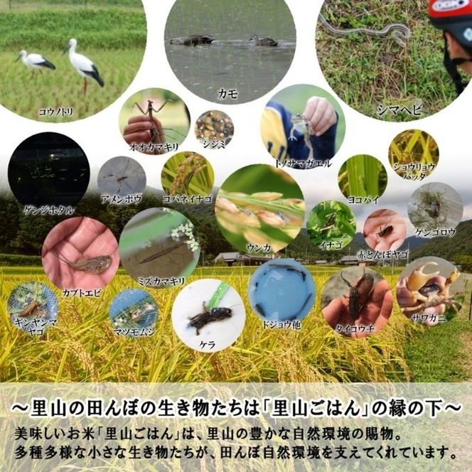 米 【令和8年産 予約受付】 キヌヒカリ 5kg 精米 奥播州源流 芥田川産 芥田川 農家直送 5キロ 国産米 きぬひかり 贈り物 喜ばれる お米ギフト おいしいお米 お祝い 内祝い 贈答 美味しい おいしい 