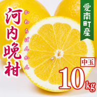 【先行予約】 数量限定  河内晩柑 樹齢 30年以上 中玉 10kg （ L ・ 2Lサイズ ） 12000円 みかん mikan 蜜柑 ミカン かわちばんかん 愛南ゴールド あいなん ゴールド 文旦 派生 和製 グレープフルーツ 産地直送 国産 農家直送 期間限定 特産品 ゼリー ジュース アイス 等に 人気 限定 甘い さわやか フルーツ 果物 柑橘 蜜柑 みかんの山祥 愛南町 愛媛県