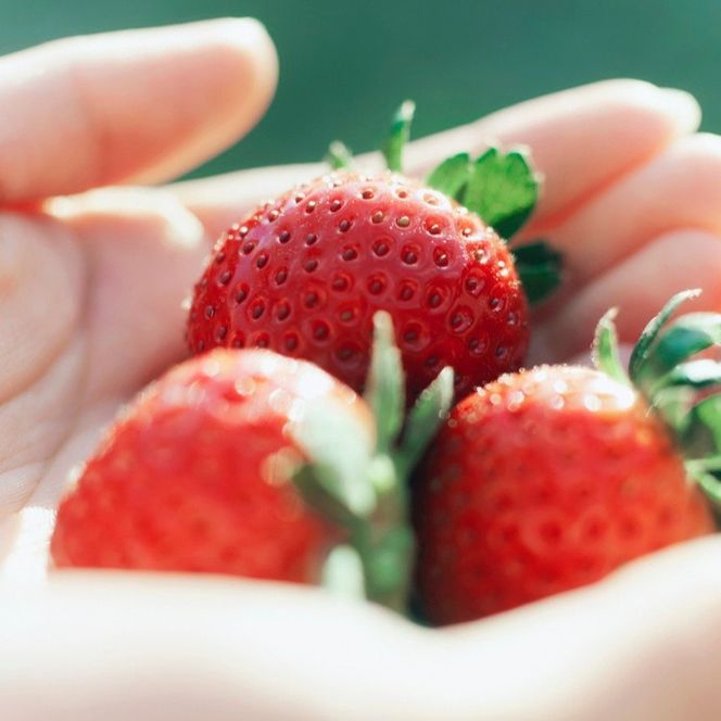 完熟オーガニックとちあいか 15粒または18粒 ※2025年12月中旬～2026年4月中旬頃に順次発送予定