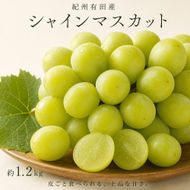 紀州有田産シャインマスカット　約1.2kg【先行予約】【2026年8月下旬以降発送予定】AN023 