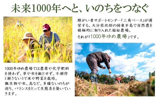 国東産「桑の葉玄米茶」ティーバッグ 5g×10包入り×3袋(合計30包)_2777R