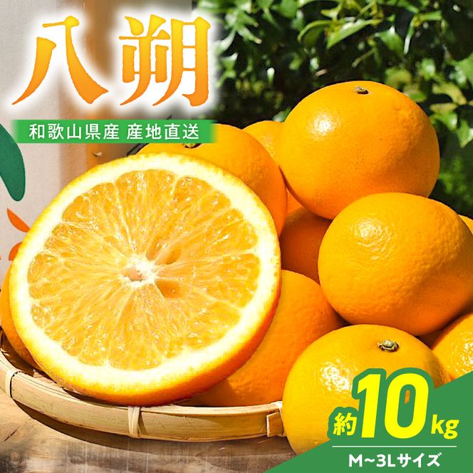 【2027年先行予約】【産地直送】和歌山県産 八朔 10kg (M～3Lサイズ)_BL6010n