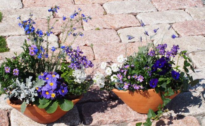 ブルー・パープルの寄せ植え（舟形Mサイズ）2個 花 植物 