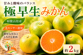 【先行予約】こだわりの極早生みかん 約2kg 農家直送 有機質肥料100% サイズ混合 ｜ みかん 極早生 早生 柑橘 果物 くだもの 果実 フルーツ 和歌山 有田