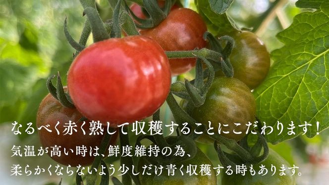 野口農園！ 王様トマト 約2kg ( 8～12個入り )！ ごほうび・麗容・サンロード トマト ごほうび 麗容 サンロード 新鮮 美味しい 野菜 [J007-NT]