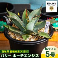 鹿嶋市産 実生アガベ・パリー ホーチエンシス（吉祥天）5号鉢【アガベ パリー ホーチエンシス 多肉植物 鉢 茨城県 鹿嶋市 】（KCP-17）