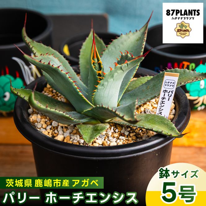 鹿嶋市産 実生アガベ・パリー ホーチエンシス（吉祥天）5号鉢【アガベ 