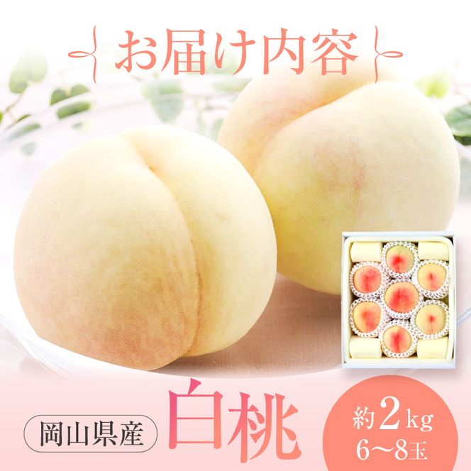 桃 2026年 先行予約 赤磐の 白桃 約2.0kg 6～8玉 JA晴れの国 糖度センサー選果 もも モモ 岡山県 赤磐市産 国産 フルーツ 果物 ギフト デザート 果肉 