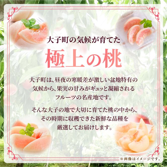 【先行予約・数量限定】大子町産「桃」約3kg 品種おまかせ（あかつき・まどか・美郷 等）｜茨城県 大子町 令和8年産 もも モモ フルーツ 果物 おまかせ 詰め合わせ 産地直送 旬 人気 厳選 奥久慈りんご園（AI008）