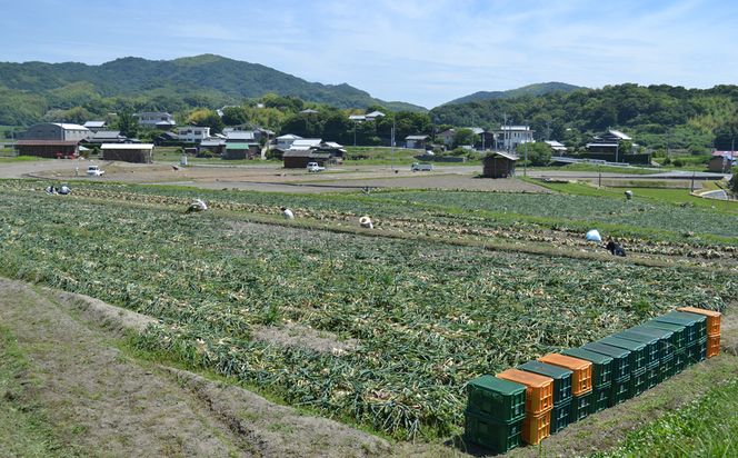 【定期便】名手農園の淡路島特産玉ねぎ10kgの12ヶ月コース　[たまねぎ 玉ねぎ]