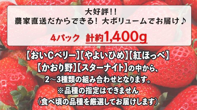 【 先行予約 2025年1月中旬以降発送 】 数量限定 農家直送 ♪ 八千代町産 いちご ボリュームパック （ 4パック 計約 1400g ） 人気 の 詰め合わせ セット イチゴ 苺 季節限定 茨城県 フルーツ 果物 食べ比べ セット スムージー ケーキ [AJ002ya]