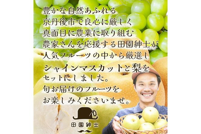田園紳士厳選 シャインマスカット・梨セット 果物 フルーツ シャインマスカット 梨 セット 詰め合わせ ふるさと納税 シャインマスカット ふるさと納税 フルーツ セット　DE00142