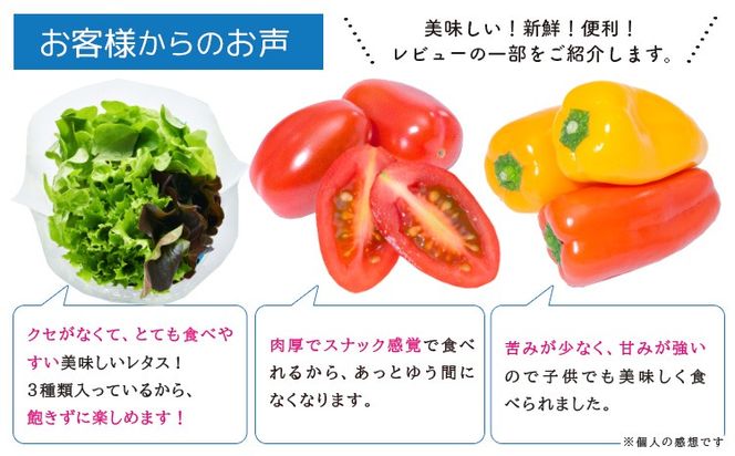 サラ詰め合わせセット 野菜13個 サラトリオ 3個 プラムトマト 5個 フルーツパプリカ 5個 野菜 レタス 3種のレタス トマト パプリカ 《30日以内に出荷予定(土日祝を除く)》 笠岡アグリセンター 野菜 岡山県 笠岡市---H-59---