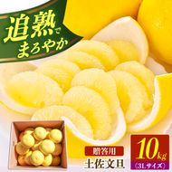 【先行予約】土佐文旦の創始 宮地文旦園の土佐文旦 贈答用3L 大玉 約10キロ 16～19個入り 10kg〈2027年3月上旬～4月下旬〉 ぶんたん ブンタン フルーツ 柑橘 みかん 果物 くだもの 柑橘類 デザート 高知県 土佐市【宮地文旦園】[BQBP007]