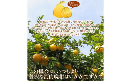 【 2026年 先行予約 】 プレミアム 河内晩柑 3kg L から 3L 優品 贈答用 樹齢 20年 以上 古木 厳選 大玉 果実 特選 直送 和製 グレープフルーツ 愛南ゴールド フルーツ 人気 柑橘 爽やか 甘み ジューシー 果汁 旬の果物 くだもの みかん 産地直送 農園直送 春 味覚 初夏 デザート ジュース おすすめ 生搾り デザート ゼリー 愛媛県 愛南町 清家ばんかんビレッジ