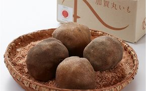根上特産「加賀丸いも」 野菜 