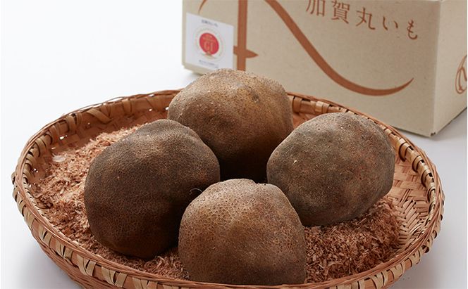 根上特産「加賀丸いも」 野菜 