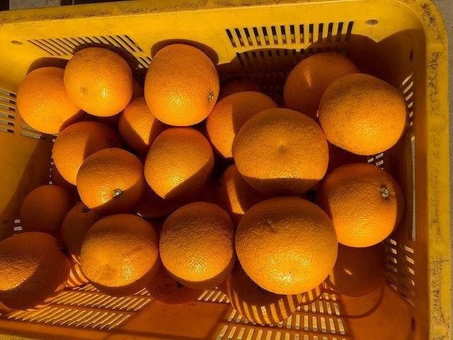 真心こめた木成り八朔約10kg【家庭用　2027年2月中旬頃より発送】【Ｍ～3Ｌサイズ混合】CQ05