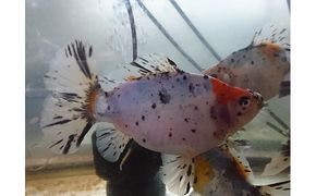 尾がハート型の寿恵廣錦（すえひろにしき） 地域のお礼の品 カタログ 生き物 ガラス水槽 飼育 生体 魚 