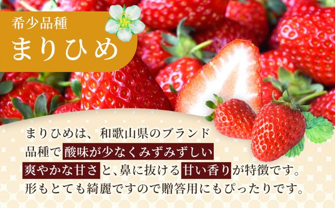 先行予約 まりひめいちご 15～20粒入×4パック 食べやすいひと口サイズ こだわり 農家厳選 ［KG32］ 303446_XM90032