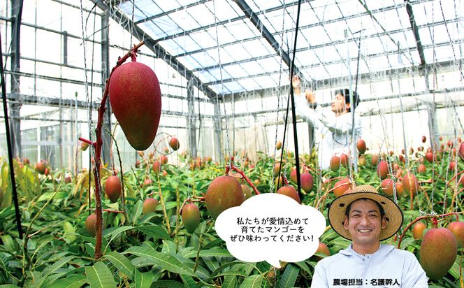 最高級マンゴー　宝珠１kg 【熱帯資源植物研究所】