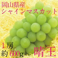 ぶどう 2026年 先行予約 9月・10月発送 シャインマスカット 晴王 1房 約600g ブドウ 葡萄 岡山県産 国産 フルーツ 果物 ギフト