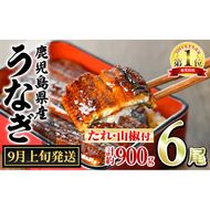 【0304349a-2609】＜9月上旬発送予定＞東串良町のうなぎ蒲焼(無頭)(6尾・計約900g・タレ、山椒付) うなぎ 高級 ウナギ 鰻 国産 蒲焼 蒲焼き たれ 鹿児島 ふるさと 人気 【アクアおおすみ】