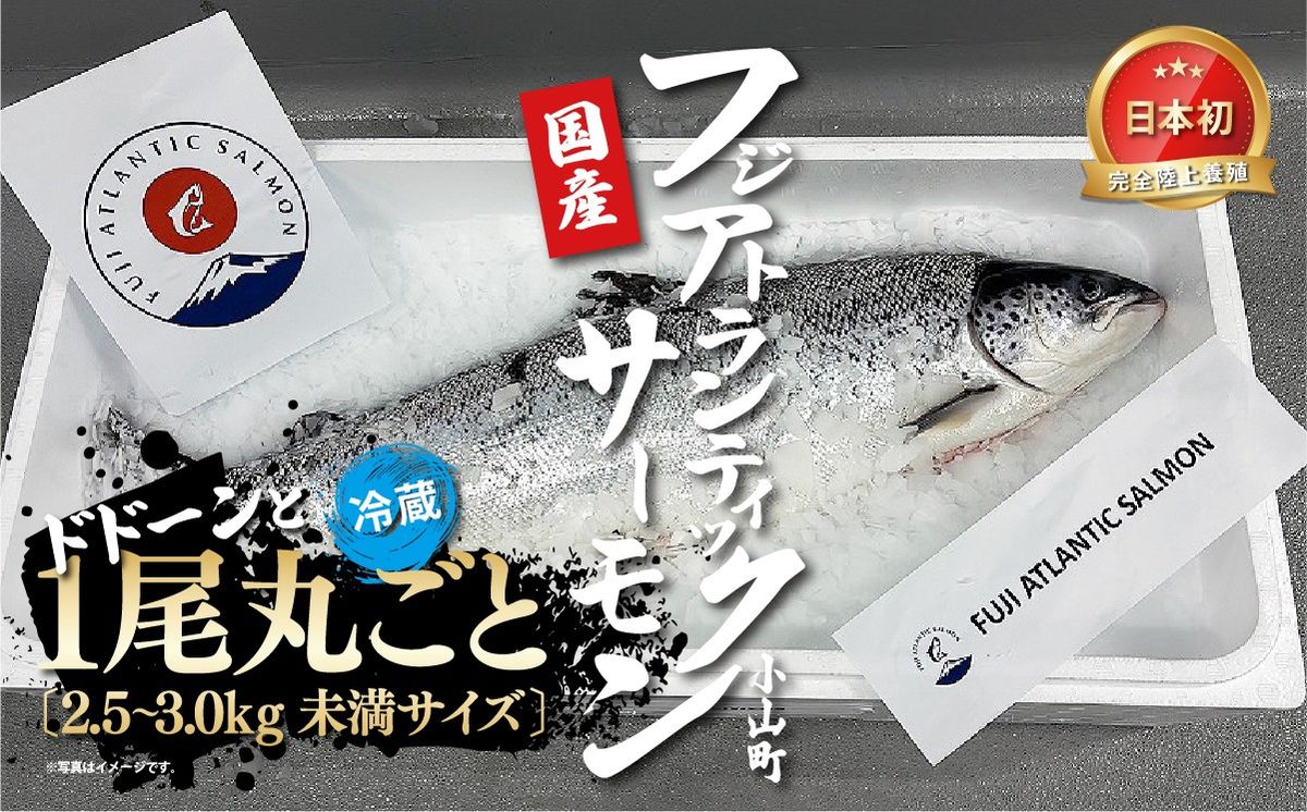 フジアトランティックサーモン(1尾2.5〜3.0kg未満)セミドレス[その他]