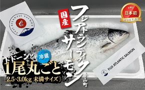 フジアトランティックサーモン（１尾2.5～3.0kg未満）セミドレス【その他】
