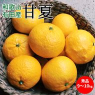 【2027年先行予約】甘夏 秀品 約9～10kg 和歌山県有田産_U6304