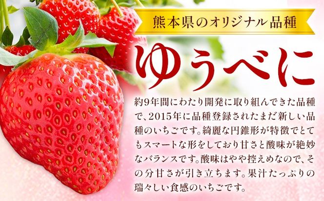先行予約 熊本県産 いちご ゆうべに 約1500g（約250g×6パック）《2月上旬-3月末頃出荷》熊本県 氷川町 果物 フルーツ 苺 イチゴ 先行 予約 アフター保証---hkw_26_lcl_241_1500g---