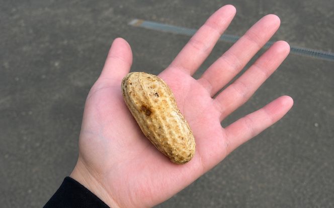 【9月下旬～10月下旬発送】 平泉町産 生落花生 おおまさり ゆで落花生用 1kg /  落花生 ピーナッツ ナッツ おつまみ おやつ 【配送不可地域：九州／沖縄県／離島】【ipo002】