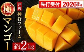 【化粧箱入】【先行受付・2026年発送】神谷ファームのマンゴー（極）約2Kg - 先行予約 沖縄県産 産地直送 南国フルーツ 旬の味覚 季節の果物 贈り物 ギフト 沖縄県 八重瀬町