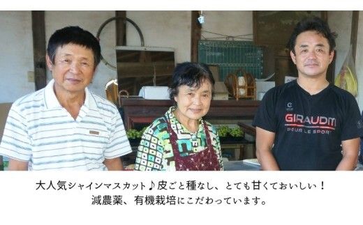 《 先行予約 》 シャインマスカット 2～3房 ( 約 1.5kg )  贈答用 【2026年8月下旬頃発送開始】 ( 共通返礼品：下妻市 )フルーツ 果物 マスカット ぶどう 葡萄 ブドウ 旬 国産 産地直送 化粧箱 ギフト 【石﨑ぶどう園】 [DT002us]