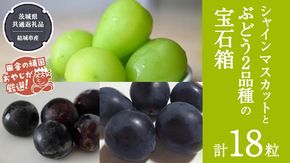 「粒々ぶどう18粒」 シャインマスカット と ぶどう 2品種の宝石箱【2025年8月より発送開始】（茨城県共通返礼品 [ぶどう]：結城市産） ぶどう ブドウ 葡萄 果物 フルーツ 茨城県産 [BI447-NT]