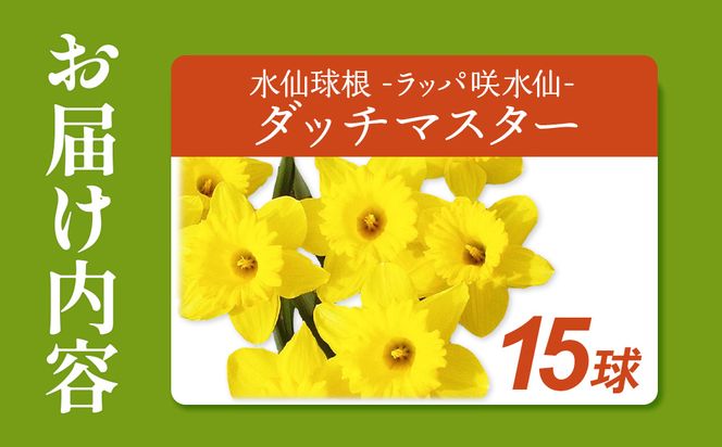 【ふるさと納税】【期間限定】ラッパ咲水仙 ダッチマスター 15球 水仙球根スイセン 花 フラワー 園芸 ガーデニング 植物 送料無料