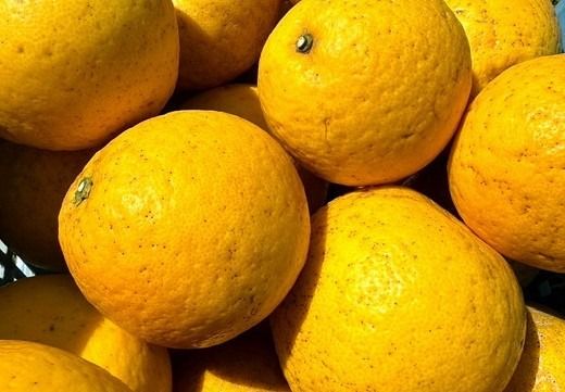 【先行予約】Saito Orange Farmの家庭用河内晩柑8kg ｜ 柑橘 みかん ミカン フルーツ 果物 愛媛　※2025年6月上旬頃より順次発送予定