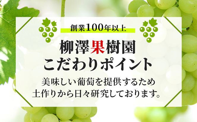 訳あり シャインマスカット 約1.2kg 粒 柳澤果樹園 ぶどう 長野 マスカット ブドウ フルーツ 果物 シャイン 果物類 