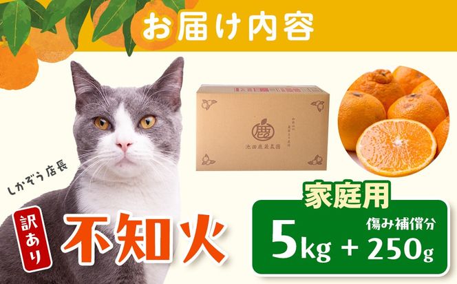 ［先行予約］家庭用 不知火5kg+250g（傷み補償分）［デコポンと同品種・人気の春みかん］［わけあり・訳あり］ CZ118