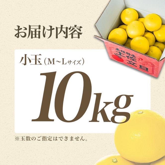 【日本ギフト大賞2024受賞】先行予約 園主こだわりの土佐文旦 10キロ 小玉（L～Mサイズ） 2027年1月下旬より順次発送 文旦 10kg 家庭用 贈答用 ぶんたん ブンタン 柑橘【やの一果彩】 [BQAC018]